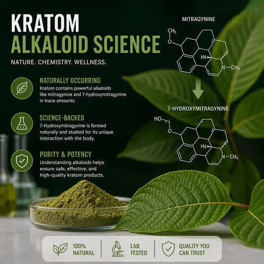 Kratom alkaloid diagram showing mitragynine converting into 7‑hydroxymitragynine with labeled molecular structures.