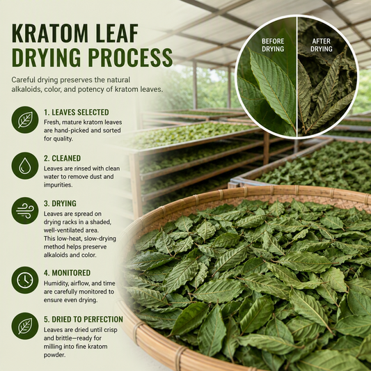 Close‑up of kratom leaves drying on large trays inside an Indonesian drying facility.