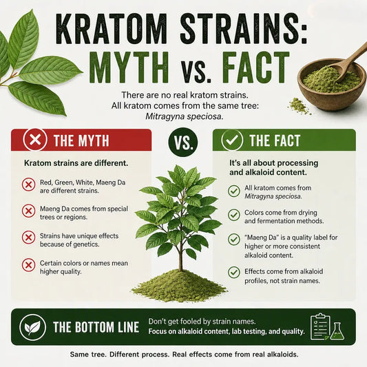 Infographic showing kratom leaves labeled green, white, and red to illustrate that kratom strains are marketing categories created through processing, not genetic differences