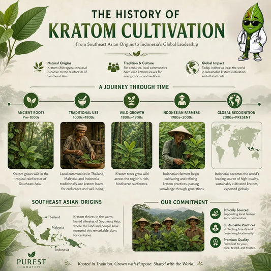 Purest Kratom infographic illustrating the history of kratom cultivation from ancient Southeast Asian origins to modern Indonesian farming
